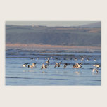 Oystercatchers Flying Print
