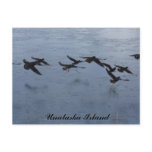 Oystercatchers in Flight, Unalaska Island Postcard