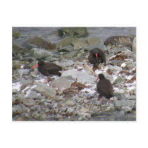 Oystercatchers on the Shore, Unalaska Island Postcards