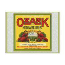 Ozark Strawberries Post Card