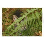 P1010017nala the cat greeting card