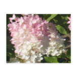 P.D. Hydrangea postcard