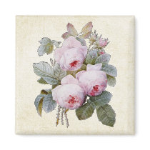 P.J. Redoute Bourbon Rose
