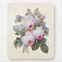 P.J. Redoute Bourbon Rose