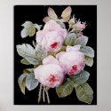 P.J. Redoute Bourbon Rose on Black posters