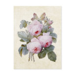 P.J. Redoute Bourbon Rose