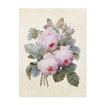P.J. Redoute Bourbon Rose