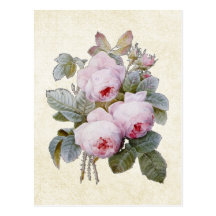 P.J. Redoute Bourbon Rose Postcard