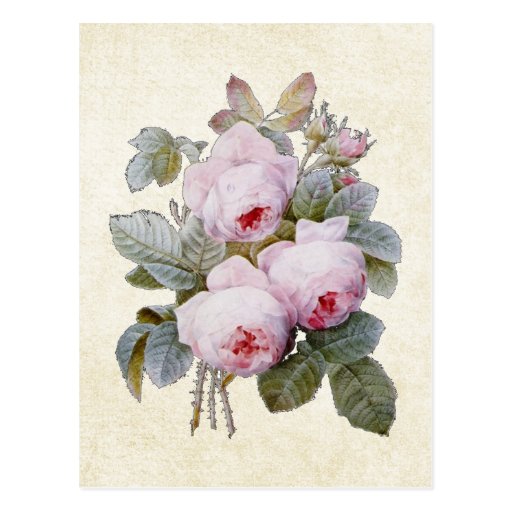 P.J. Redoute Bourbon Rose Postcard