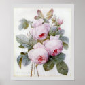 P.J. Redoute Bourbon Rose posters