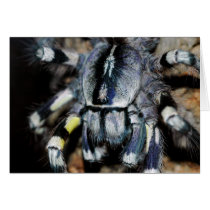 P.regalis close-up shot