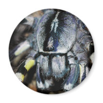 P.regalis close-up shot