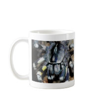 P.regalis close-up shot coffee mugs