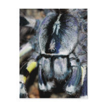 P.regalis close-up shot
