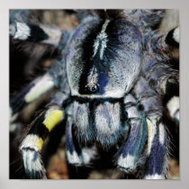 P.regalis print