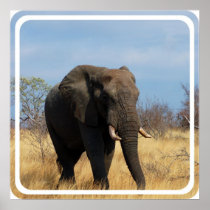 Pachyderm Elephant Print