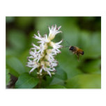 Pachysandra terminalis postcards