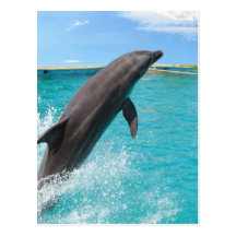 Pacific Bottlenose Dolphin Postcard