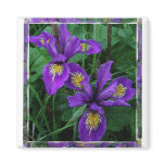 Pacific coast (Douglas) iris - Magnet