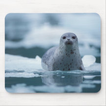 pacific harbour seal, Phoca vitulina richardsi Mouse Mats