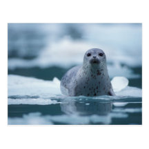 pacific harbour seal, Phoca vitulina richardsi Postcards