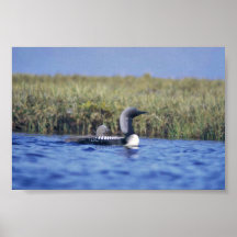Pacific Loon or Arctic Loon and Brood Poster