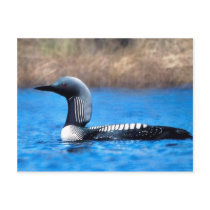 Pacific Loon Postcards