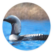Pacific Loon Round Stickers