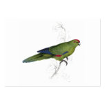 Pacific Parrakeet by Edward Lear business cards