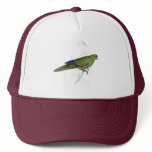 Pacific Parrakeet by Edward Lear hats