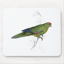 Pacific Parrakeet by Edward Lear Mousemat