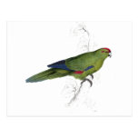 Pacific Parrakeet by Edward Lear Post Cards