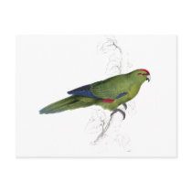 Pacific Parrakeet by Edward Lear Post Cards