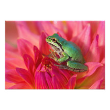 Pacific tree frog on flowers in our garden, 2 photo art