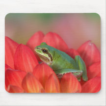 Pacific tree frog on flowers in our garden, 3 mousepads