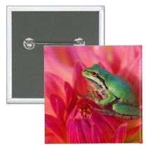 Pacific tree frog on flowers in our garden, 4 pinback button