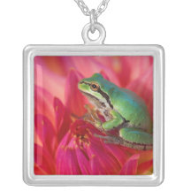 Pacific tree frog on flowers in our garden, 4 necklace
