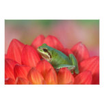 Pacific tree frog on flowers in our garden, 4 photo