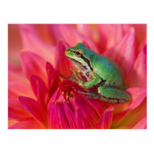 Pacific tree frog on flowers in our garden, 4 postcard