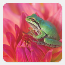 Pacific tree frog on flowers in our garden, 4 stickers