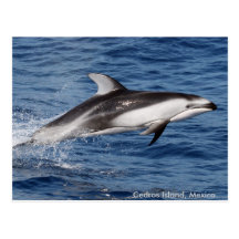 Pacific White Sided Dolphin Postcards