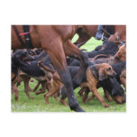 pack of bloodhounds postcards