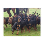 pack of bloodhounds postcards
