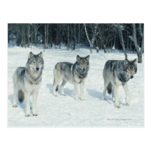 Pack of wolves at edge of snowy forest postcards