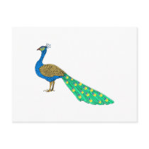 Packer Peacock Post Card