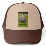 Paddy the tortoise., Old Timer. hats