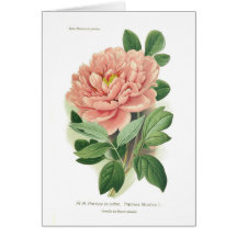 Paeonia moutan (Peony) Greeting Cards