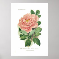 Paeonia moutan (Peony) Posters