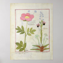 Paeonia or Peony, and Orchis myanthos Poster