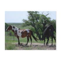 Paint and Black Horses Postcards